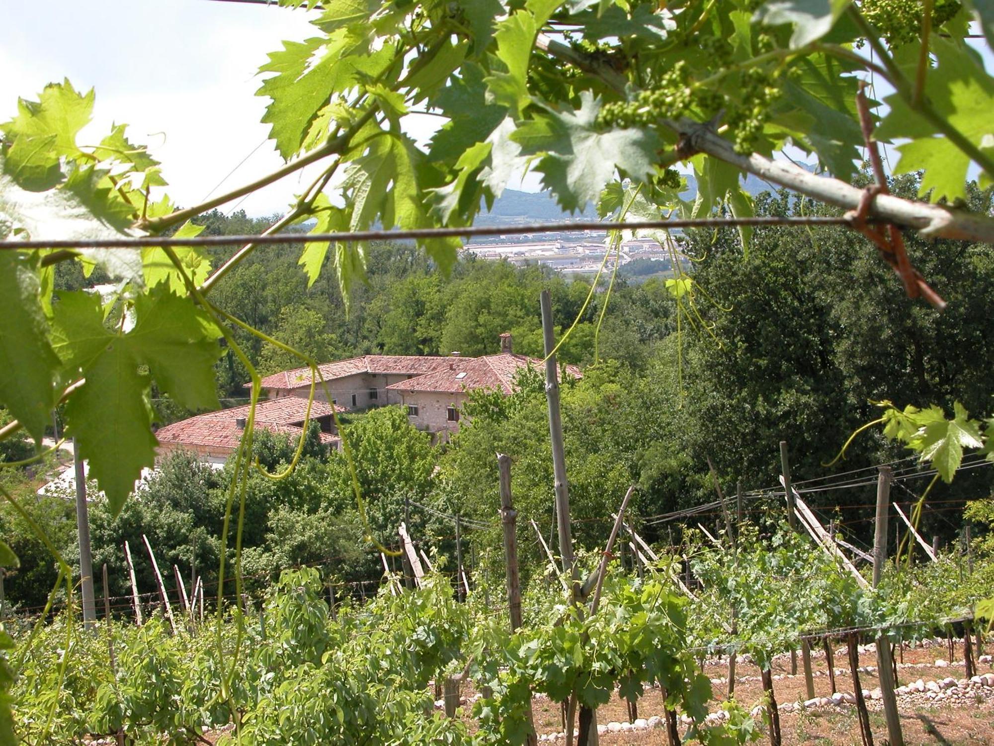 Agriturismo Ca' Verde Villa SantʼAmbrogio di Valpolicella Exteriör bild